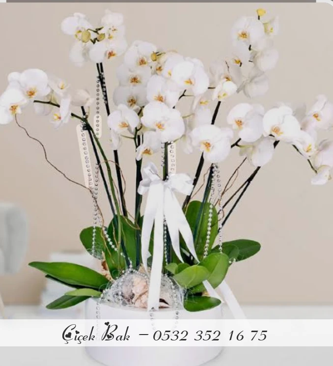 10 dal beyaz orkide