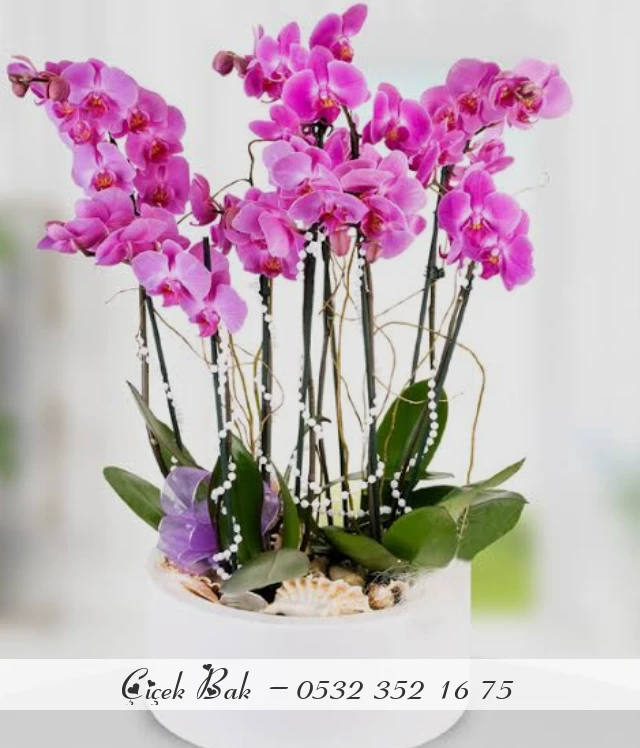 10 dal mor orkide aranjman