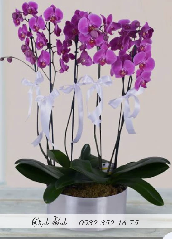 5 dal mor orkide