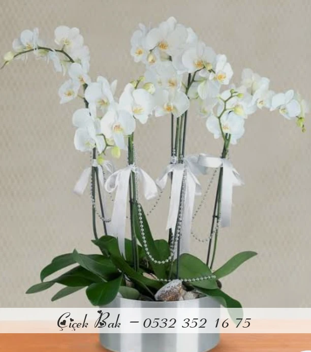 6 dal beyaz orkide