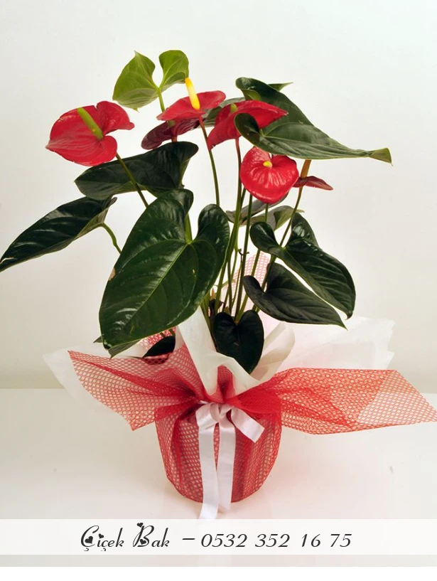 Anthorium saksı bitkisi