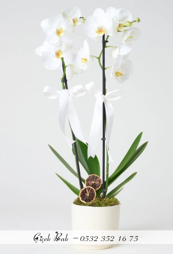 Çift dal beyaz orkide
