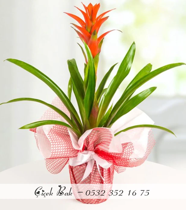 Guzmania