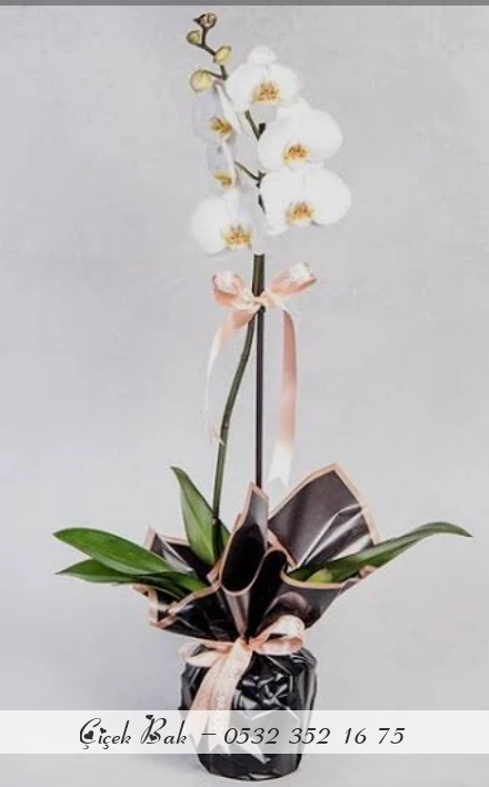 Tek dal beyaz orkide