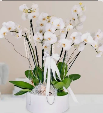 10 dal beyaz orkide