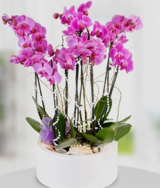 10 dal mor orkide aranjman
