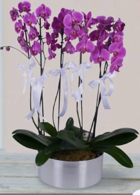 5 dal mor orkide