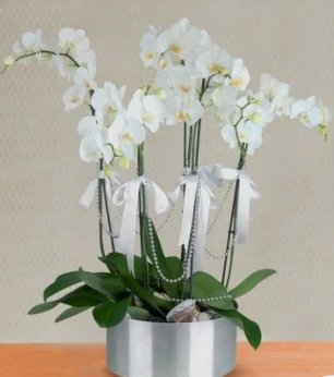 6 dal beyaz orkide