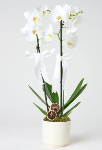 Çift dal beyaz orkide