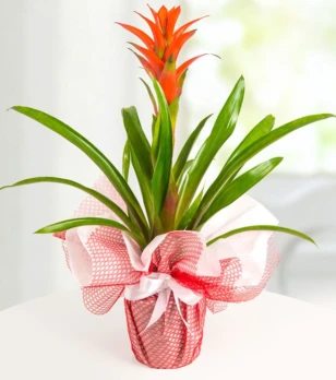 Guzmania