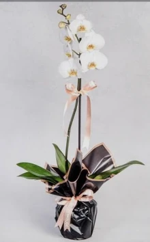 Tek dal beyaz orkide